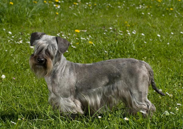 cesky terrier dog breed