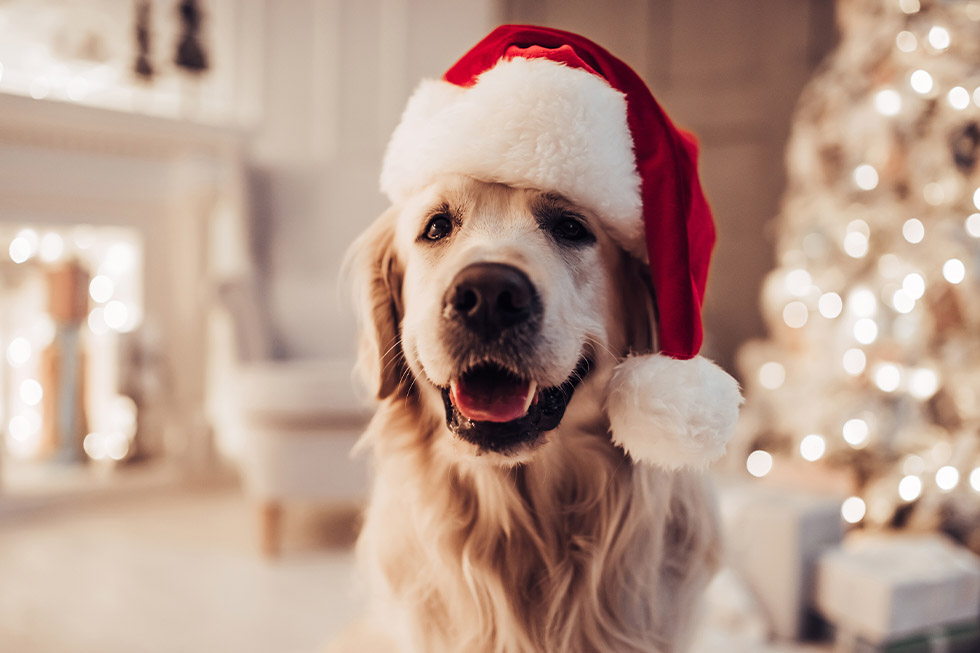 christmas pets safety