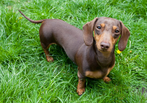 dachshund dog breed