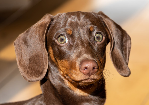 dachshund puppy eyes