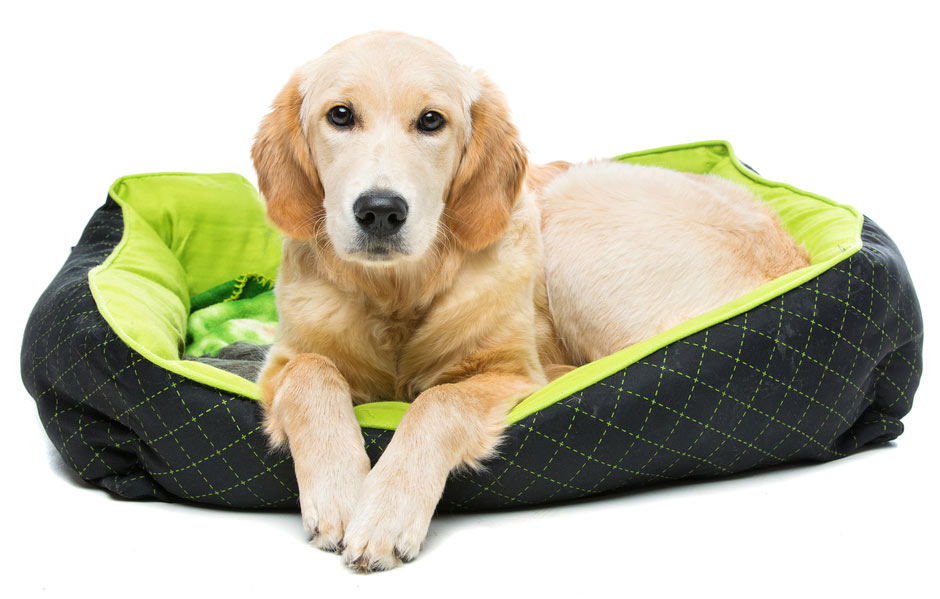 dog bed