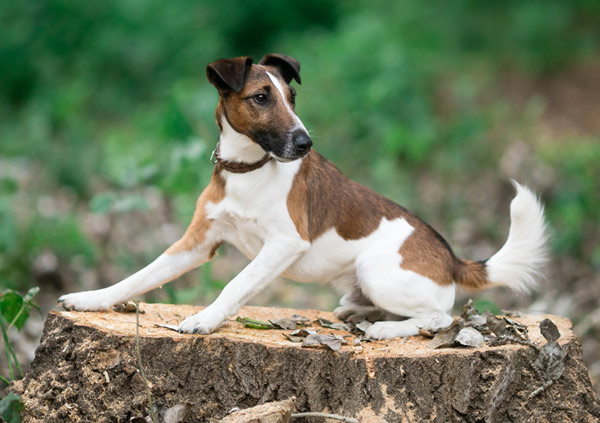 fox terrier