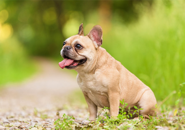 french bulldog dog breed