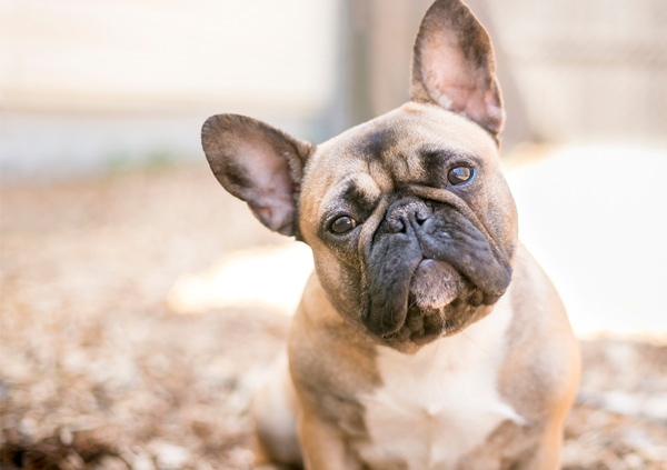 french bulldog puppy eyes