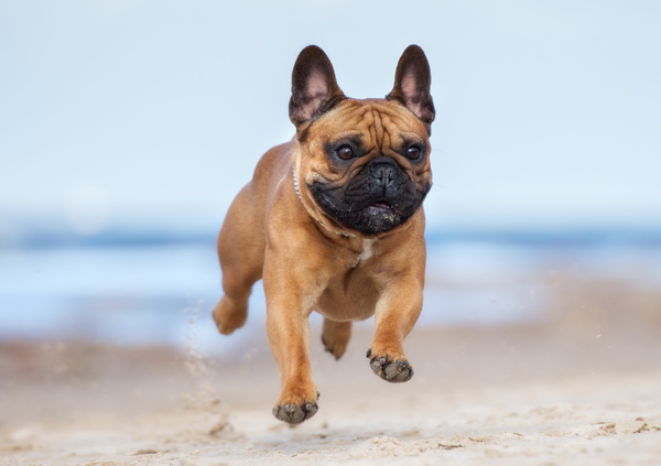 french bulldog on the beach