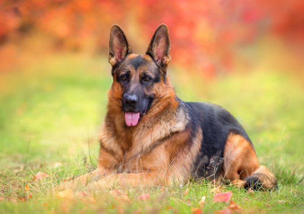 german shepherd