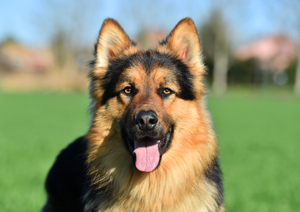 german shepherd 2