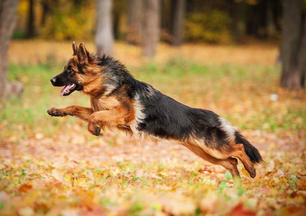 german shepherd Dog Breed