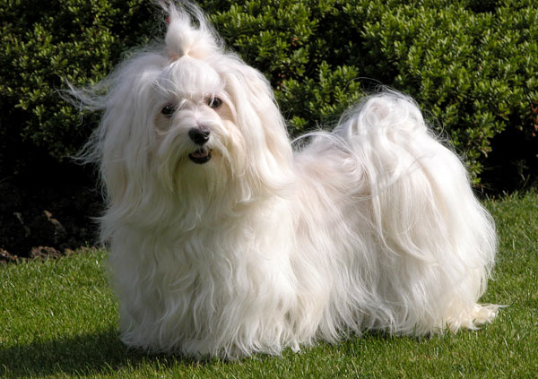 havanese