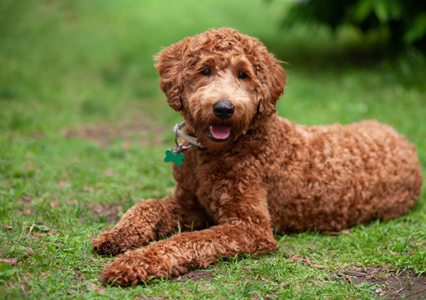 labradoodle