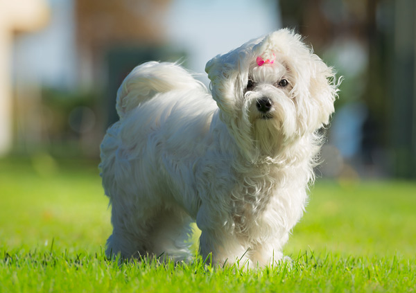 maltese female dog