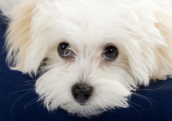 maltese puppy eyes