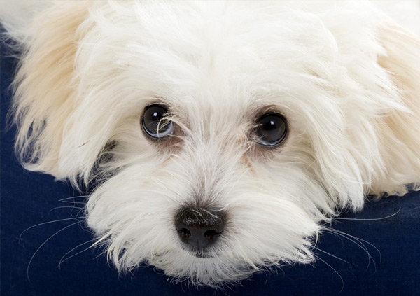 maltese 2 maltese puppy eyes