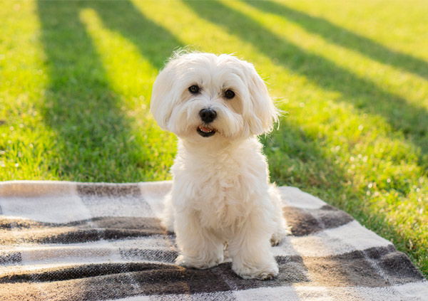 maltese dog