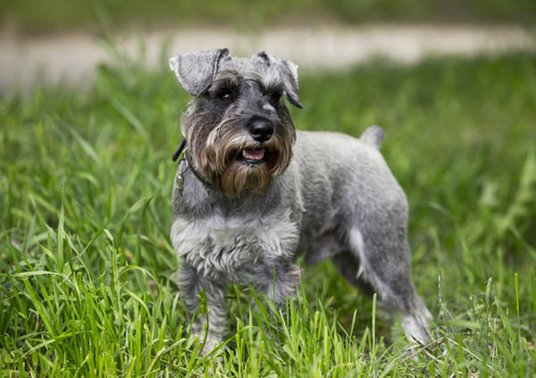 miniature schnauzer