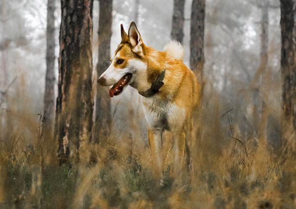 norwegian lundehund