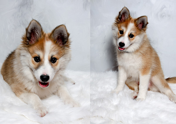 norwegian lundehund puppies