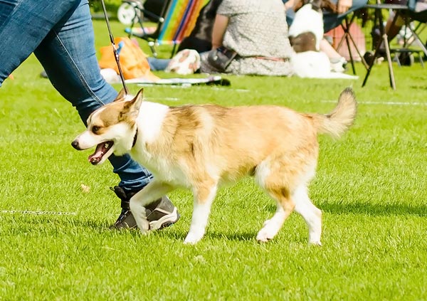 norwegian lundehund Dog Breed