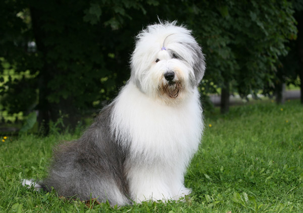 old english sheepdog