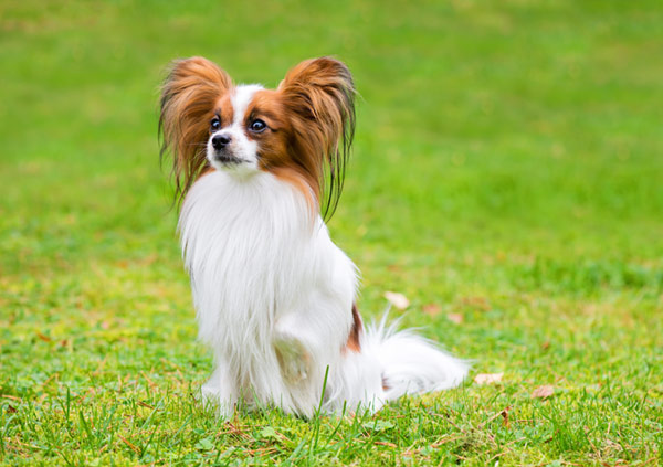 papillon purebreed dog