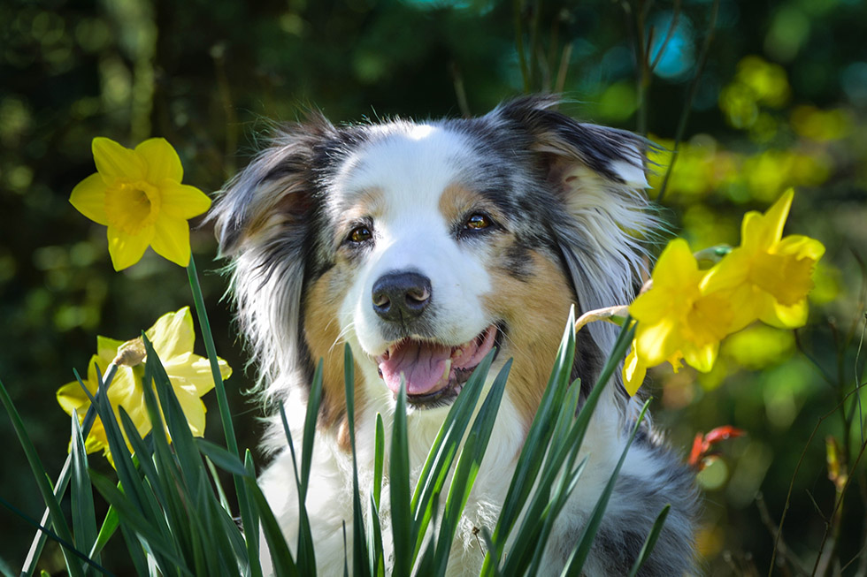 pet cancer awareness
