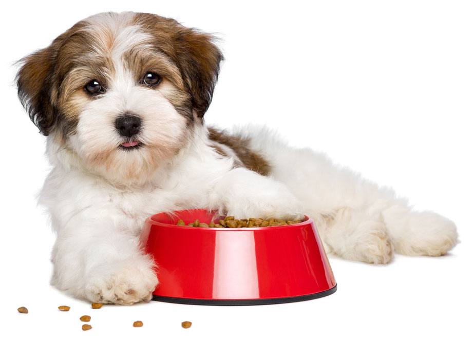 puppy food bowl