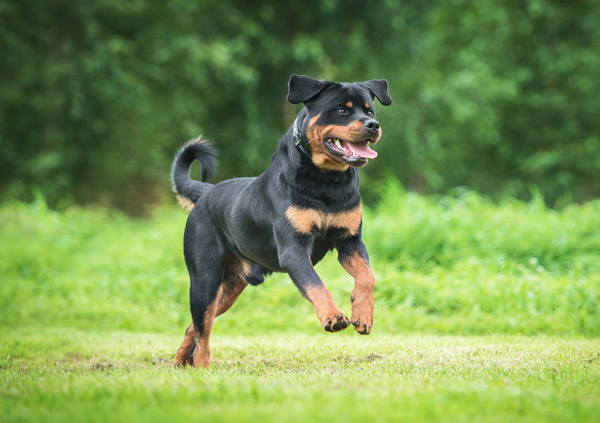 rottweiler dog playing