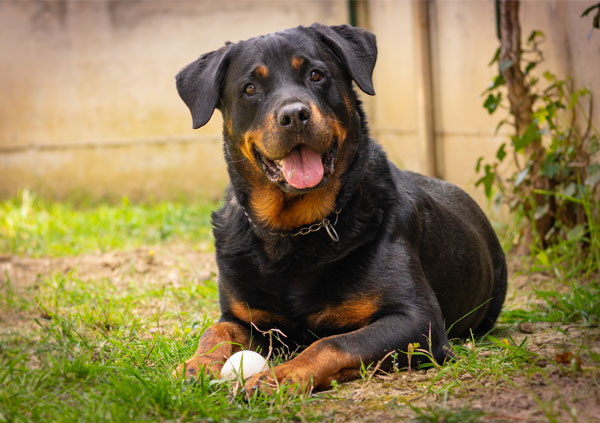 rottweiler 