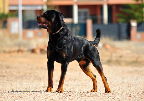 rottweiler Dog Breed