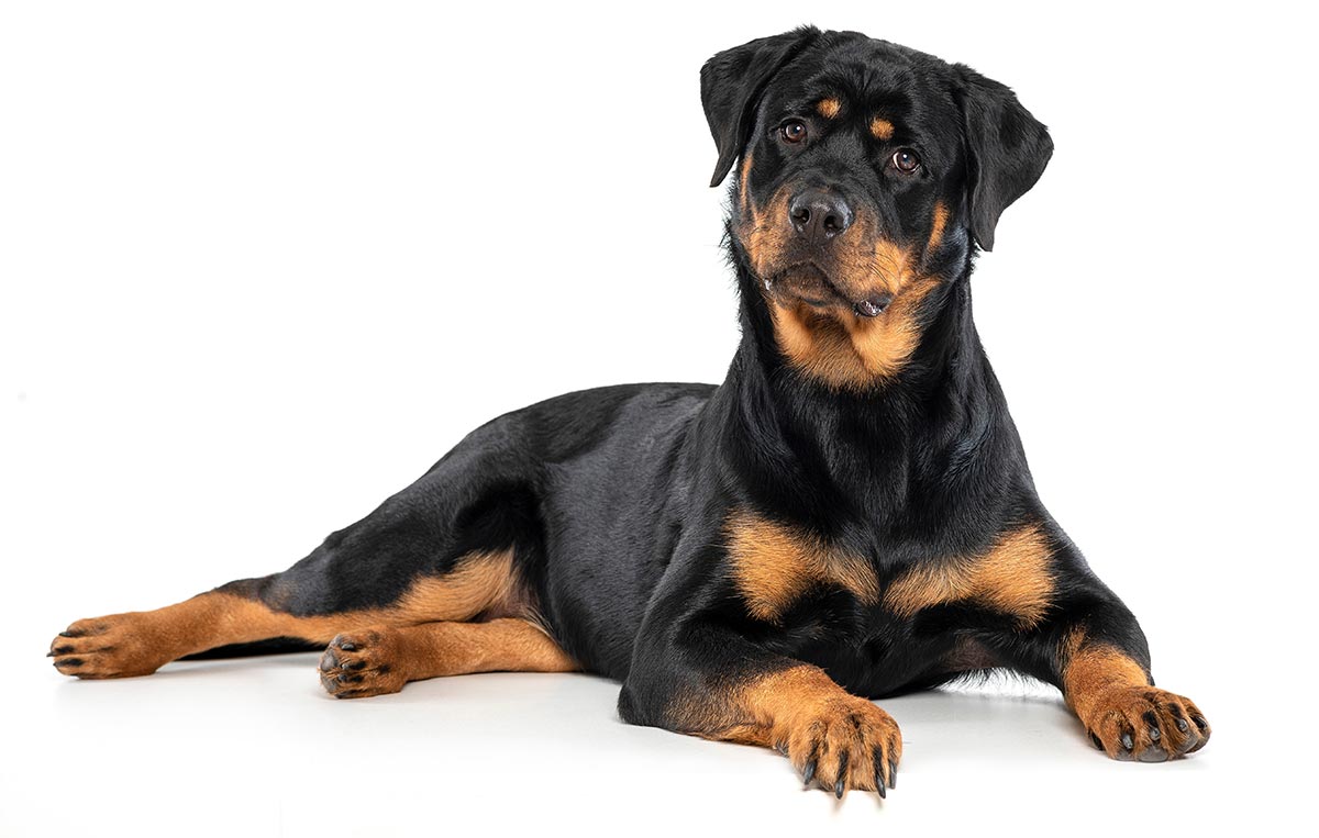 rottweiler dog breed