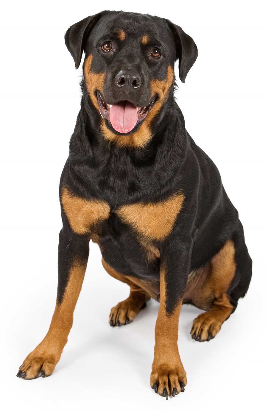 rottweiler dog pet insurance