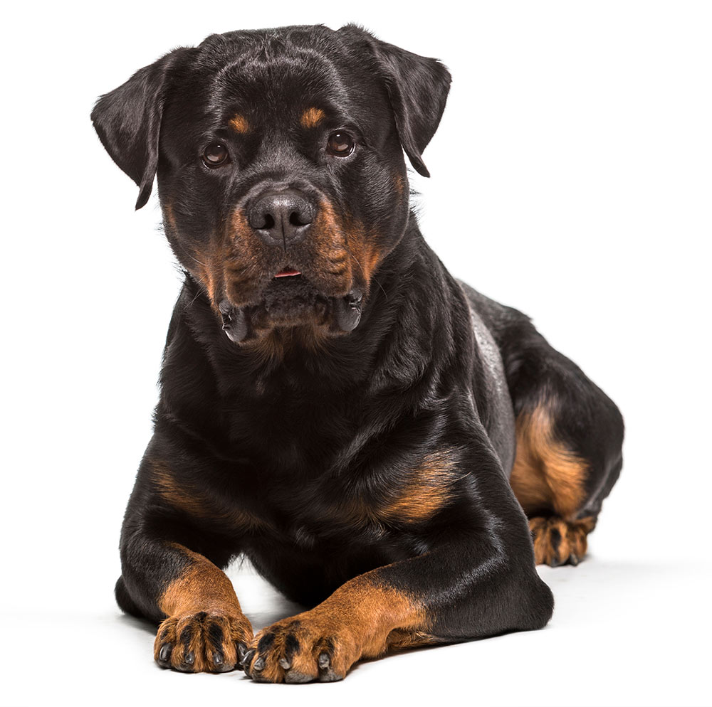 Rottweiler dog Breed