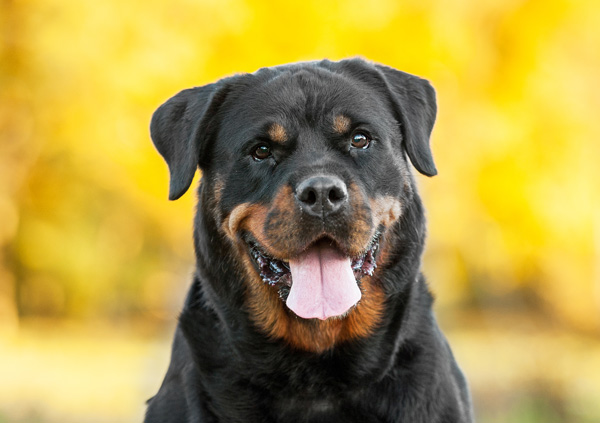 rottweiler cute dog