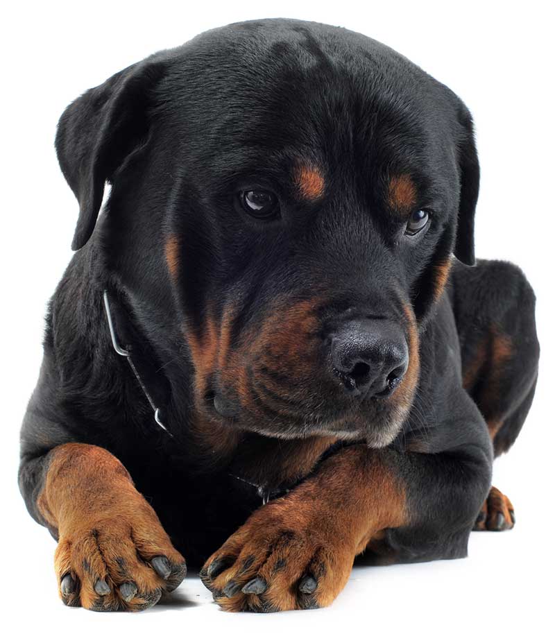 rottweiler health issues