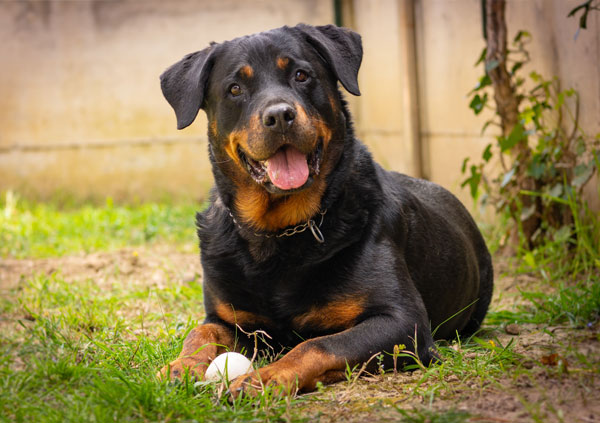 Rottweiler dog