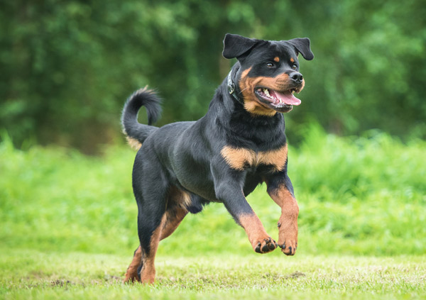 Rottweiler dog playing