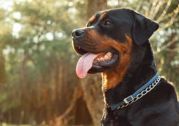 Rottweiler Dog personality