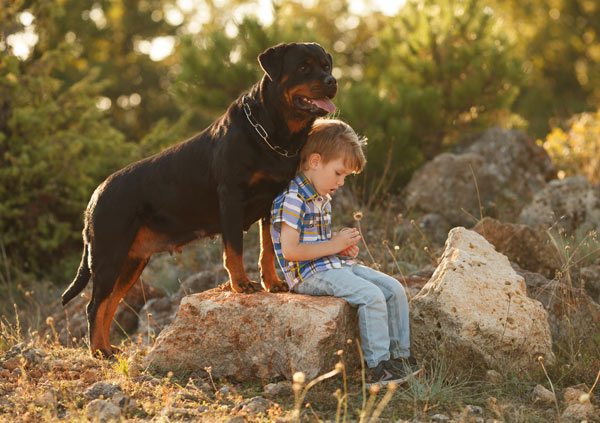 Rottweiler protective