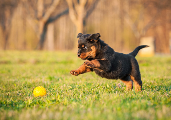 rottweiler puppy chasing ball