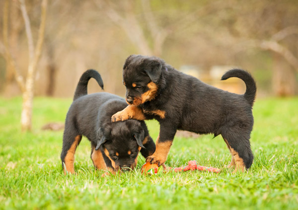 rottweiler puppies playing