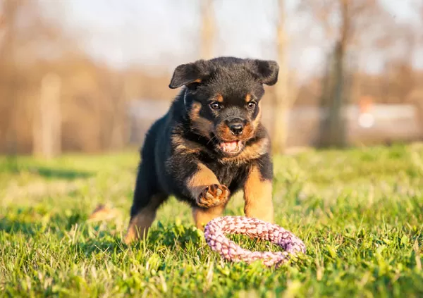 rottweiler puppy playing