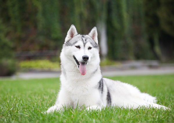 siberian husky