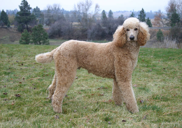 standard poodle