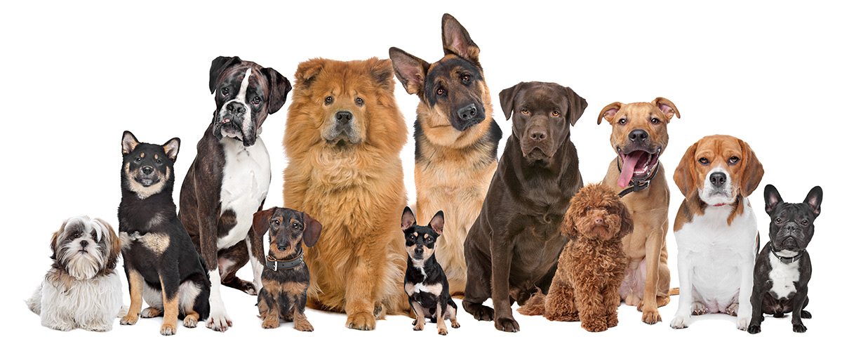 Dogs with different sales breeds