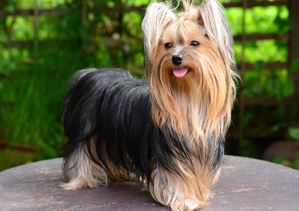 yorkshire terrier