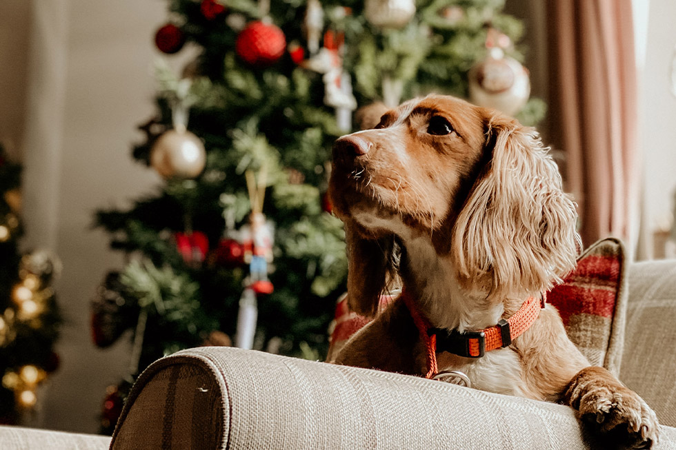 christmas upgrades pet insurance australia