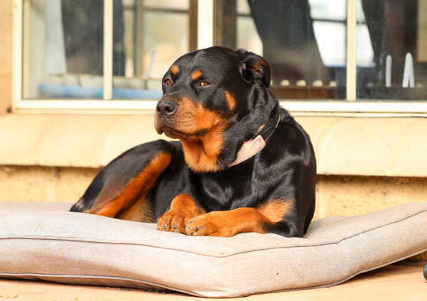 independent rottweiler