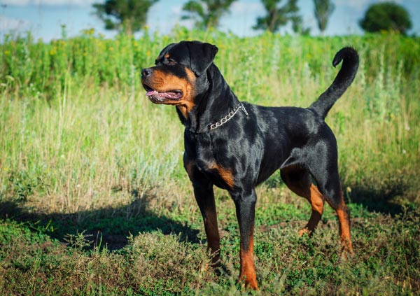 rottweiler appearance