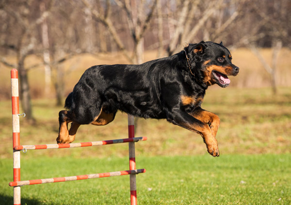 rottweiler training