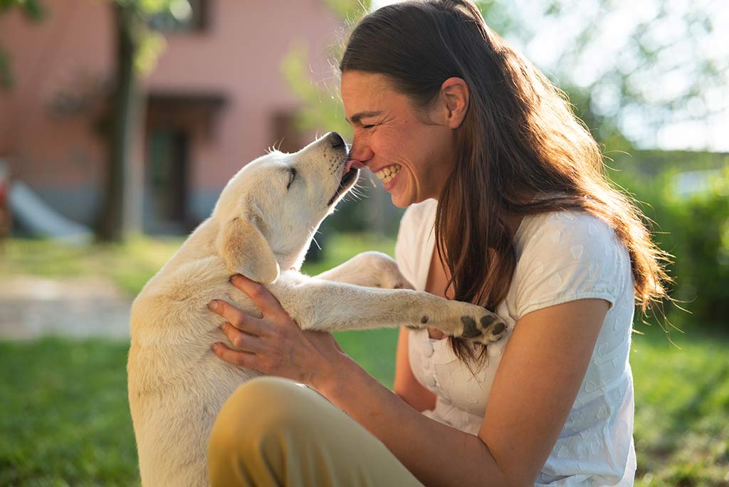 life long cover pet insurance